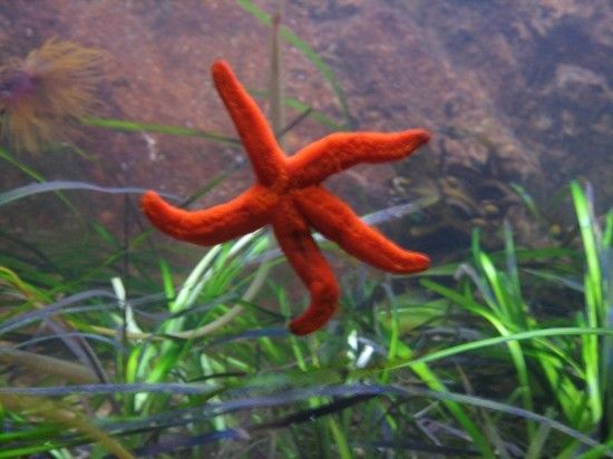 LA PETITE ETOILE DES MERS